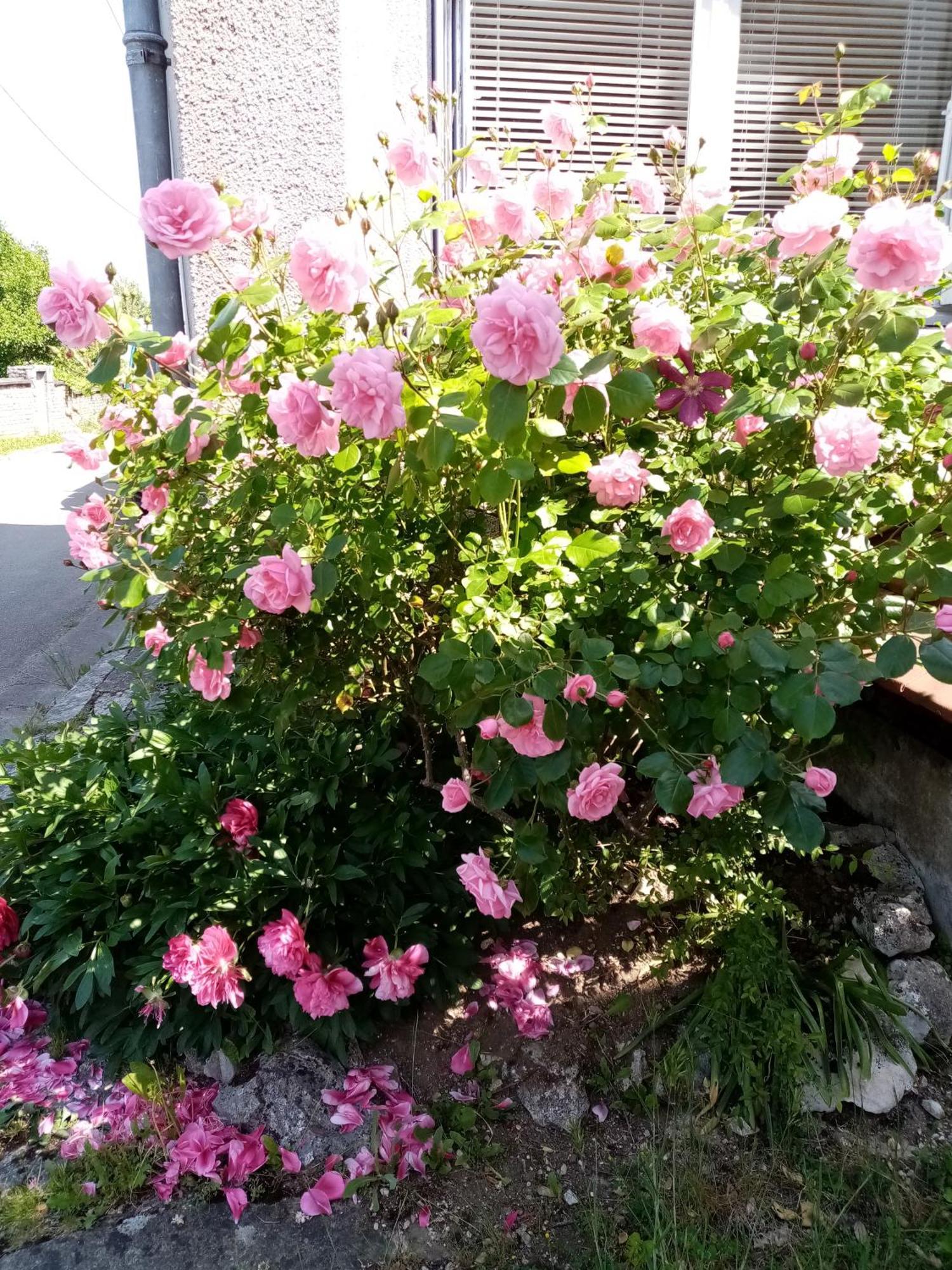 Gite Les 27 Roses Et Plus Châtel-Censoir Exterior photo